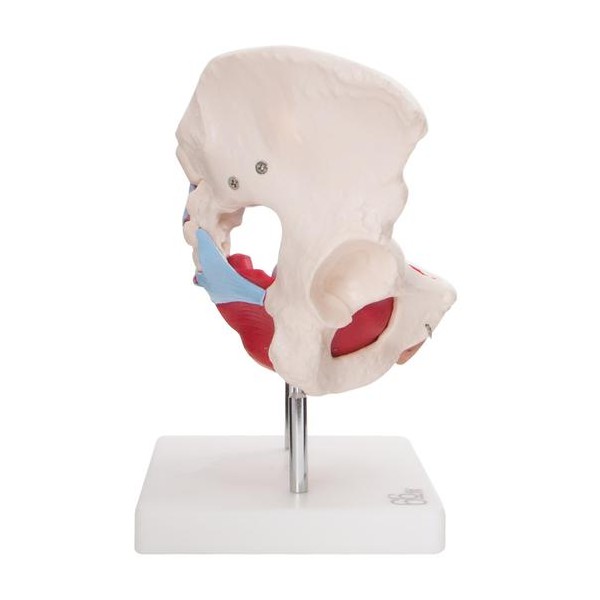 Anatómiai női medence modell szervekkel XC-125