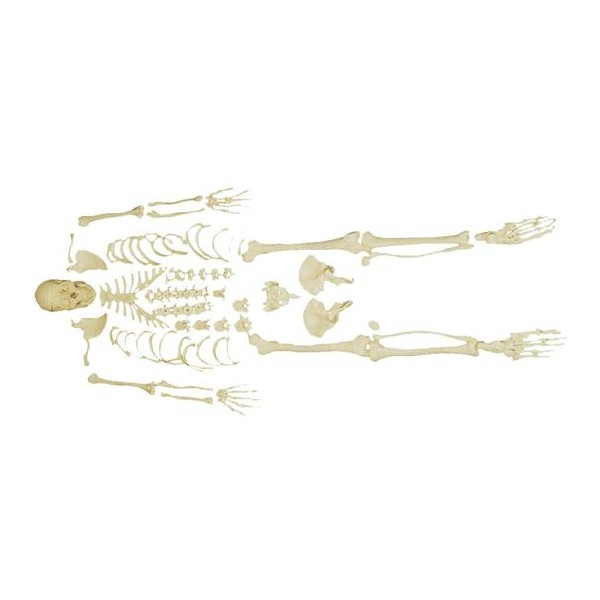 Emberi csontváz koponyával XC-130