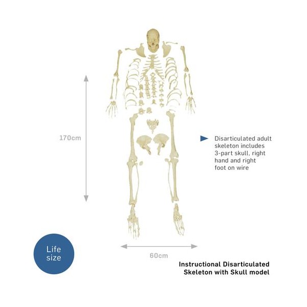 Emberi csontváz koponyával XC-130