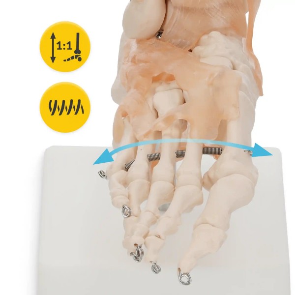 Anatomski model stopala s ligamentima