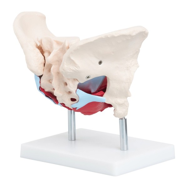 Anatomski model ženske zdjelice s organima i mišićima