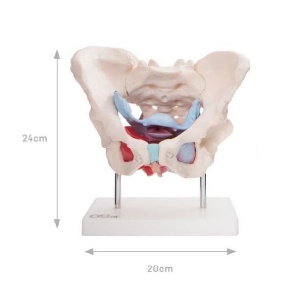 Anatomski model ženske zdjelice s organima i mišićima