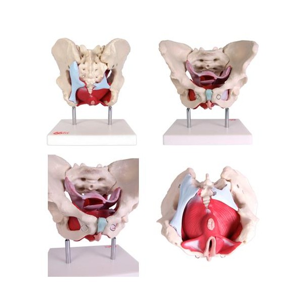 Anatomski model ženske zdjelice s organima 11128