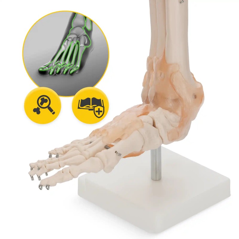 Anatomski model stopala s ligamentima