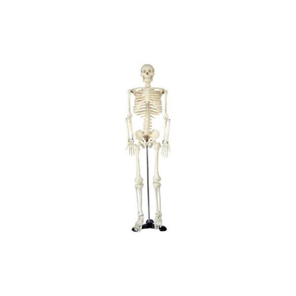Csontváz - 87 cm